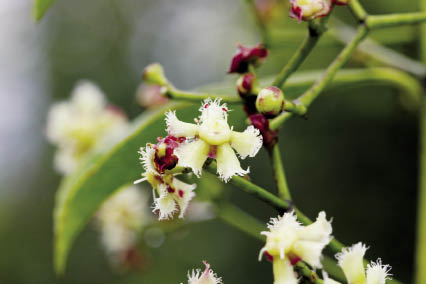 กระจับนก Euonymus cochinchinensis Pierre<br/>CELASTRACEAE